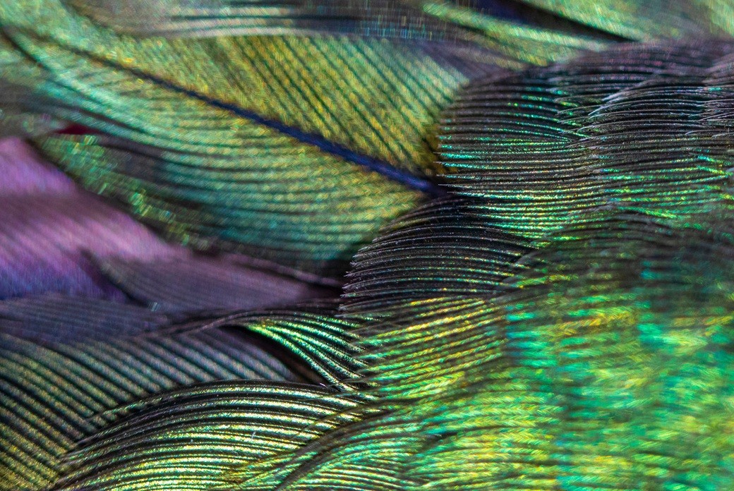 Hummingbird tasarımına eşlik eden yeşil ve mor tüy dokusunun yakın planı.
